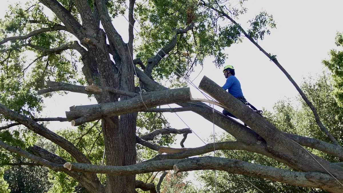 Professional Crown Thinning performed by certified arborists in Chilmark
