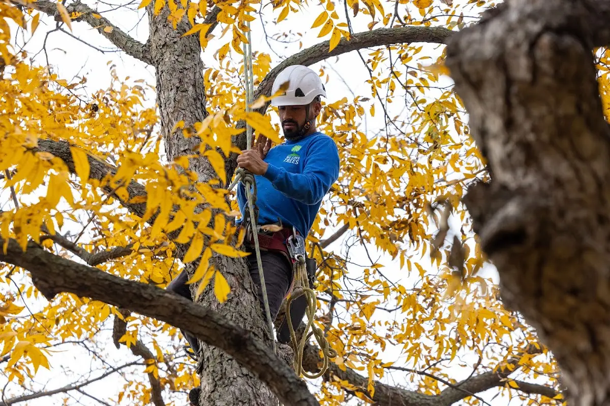 Skilled Tree Transplanting crew working in Chilmark
